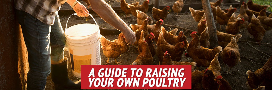 A Guide to Raising Your Own Poultry - My Patriot Supply