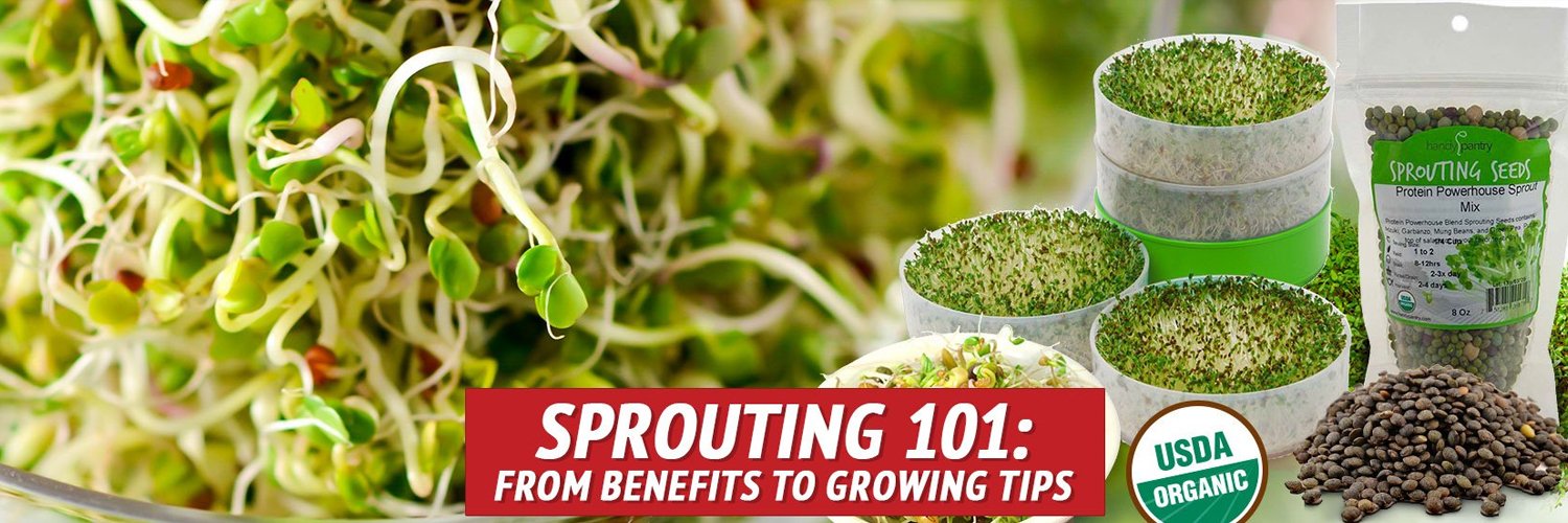 Sprouting 101: From Benefits to Growing Tips – Grid Doctor