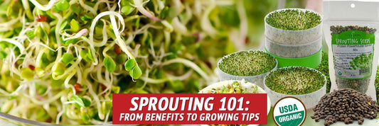 Sprouting 101: From Benefits to Growing Tips - My Patriot Supply